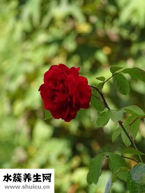 六神花露水怎么打開(kāi)