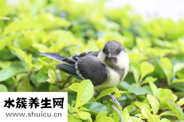 小狗臟了怎么辦