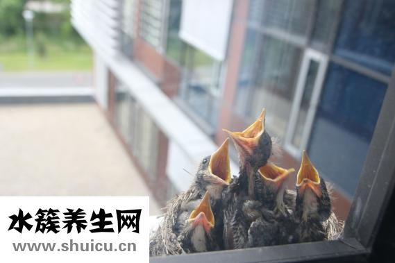 衛(wèi)生間立管怎么包