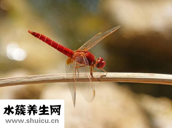 浴簾發霉怎么辦