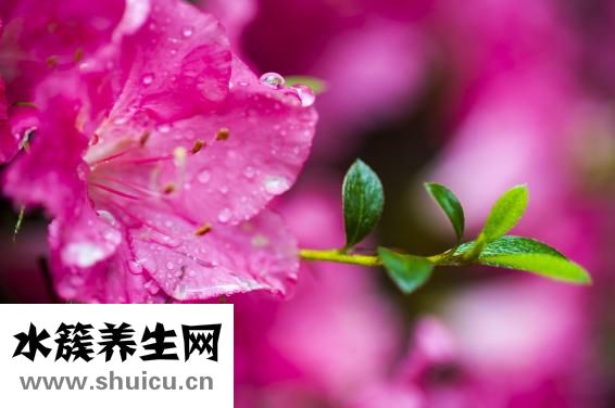 細(xì)長茄子怎么做