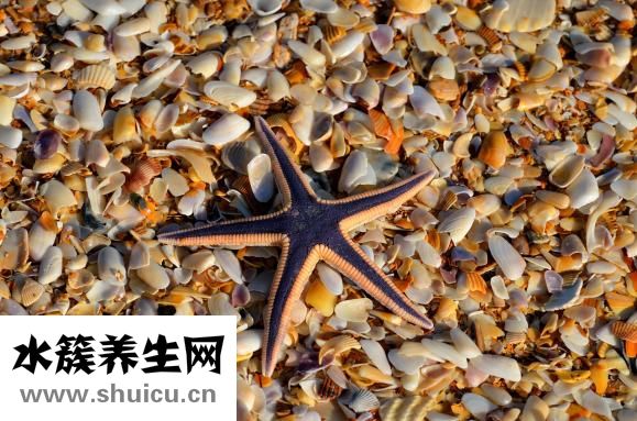 吃海星中毒了怎么辦