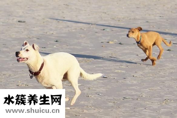 小貓拉血是怎么回事