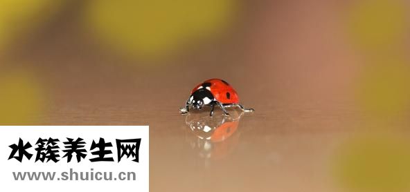 蠶發黃了怎么辦