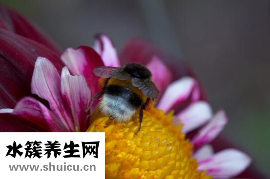 子宮內(nèi)膜充血怎么辦