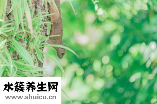 花落丹果怎么用