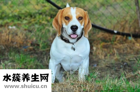 小貓拉血是怎么回事