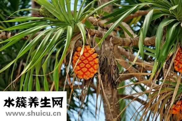 花落丹果怎么用