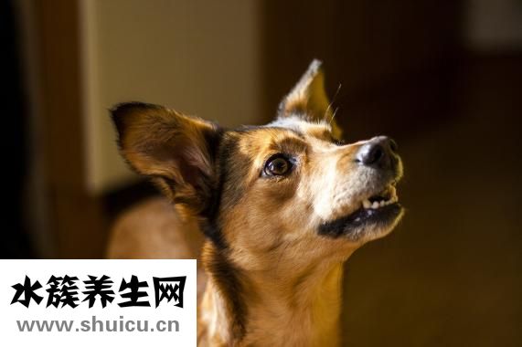 小貓拉血是怎么回事