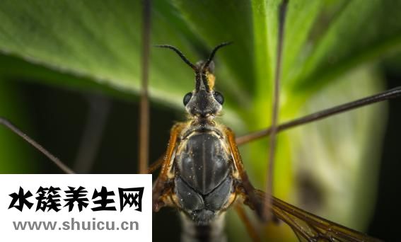 蚊子塊怎么止癢