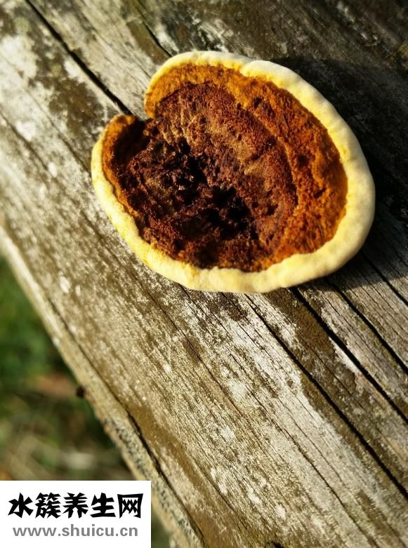 吃抗生素怎么保護(hù)肝