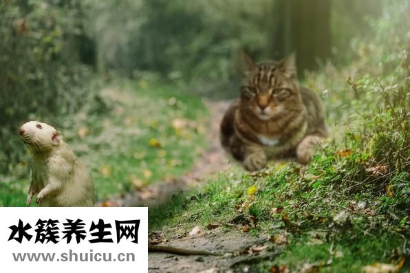 怎么驅(qū)除老鼠