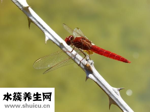 穿耳洞后紅腫怎么辦