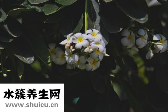 花落丹果怎么用