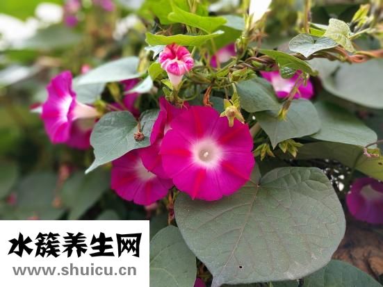 怎么收集牽牛花種子