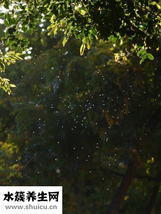 夏天寶寶怎么驅(qū)蚊