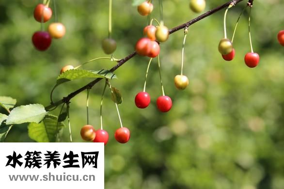 怎么挑選荔浦芋頭