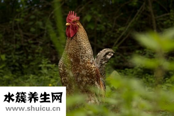 野生黃芪怎么吃