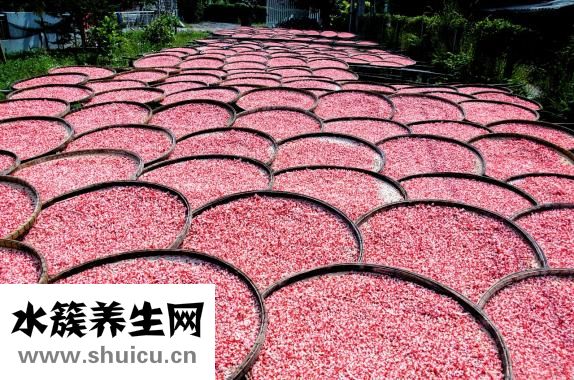 怎么選粉餅的號