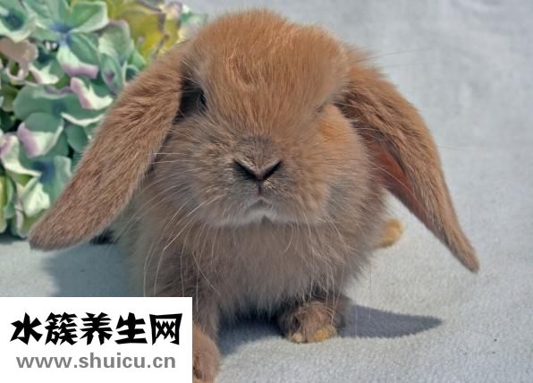 怎么防止狗咬人