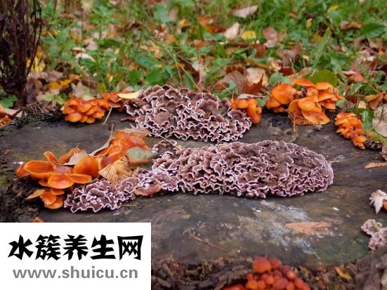 腳指甲發炎怎么辦