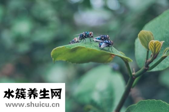 怎么把蒼蠅哄出屋子