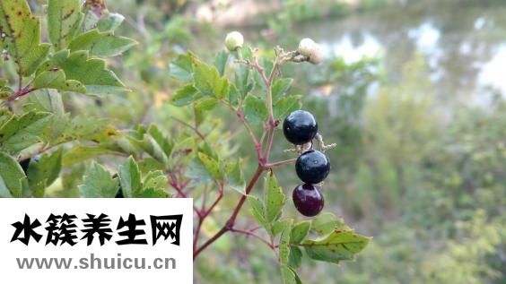 野生黃芪怎么吃