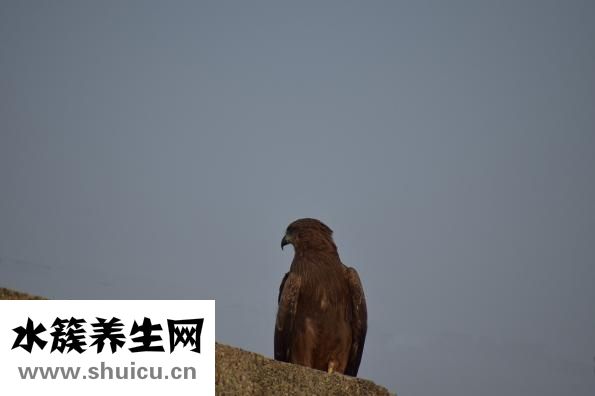 懷孕腋窩黑怎么辦