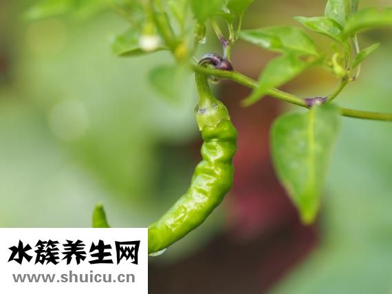 隔夜菜怎么加熱