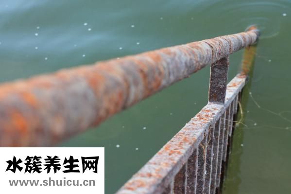 野生黃芪怎么吃