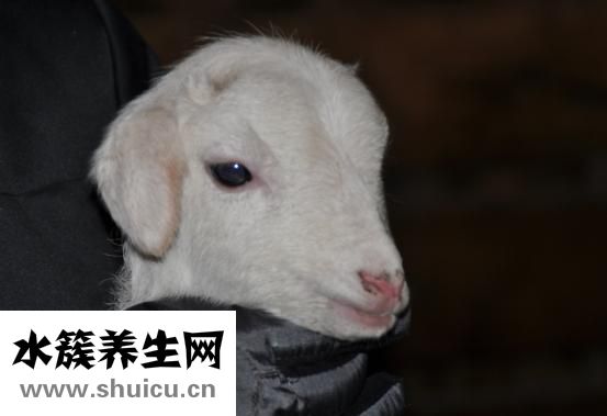 嬰兒搖鈴怎么選