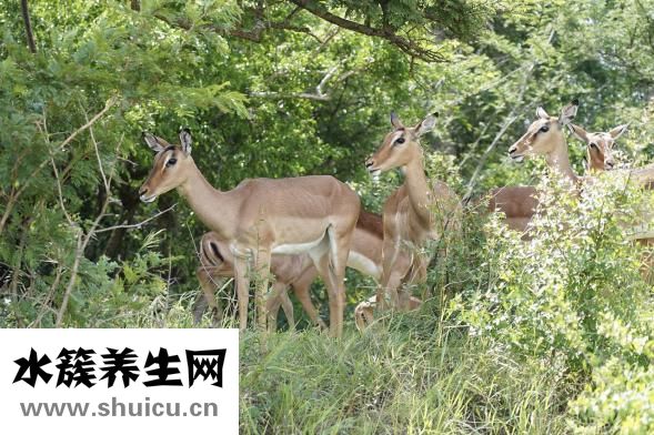 怎么辨別野生甲魚(yú)