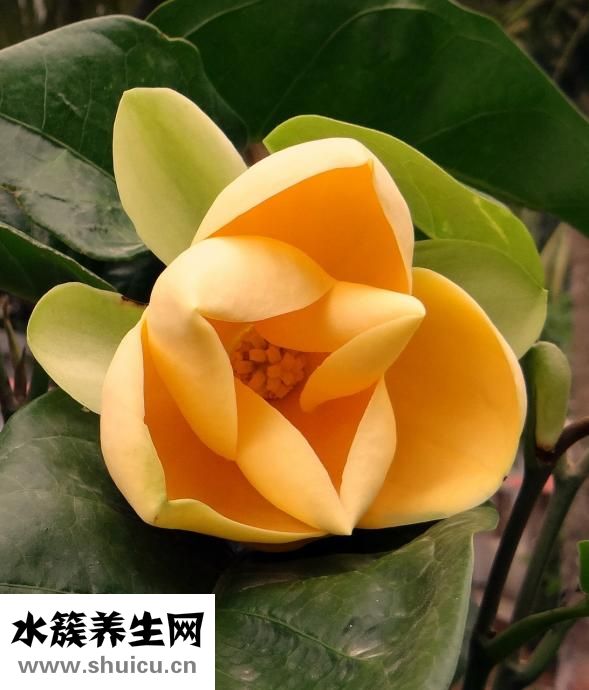 微波爐怎么蒸蛋