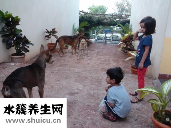 幼兒自閉癥該怎么辦