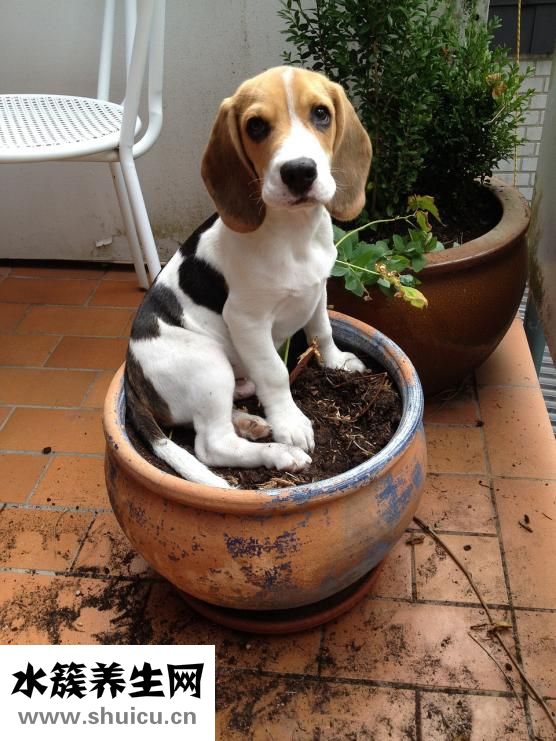 薩摩耶護食怎么辦