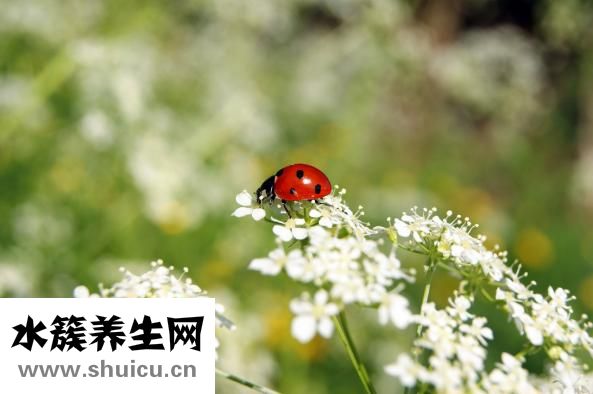 白衣服變黃怎么洗白