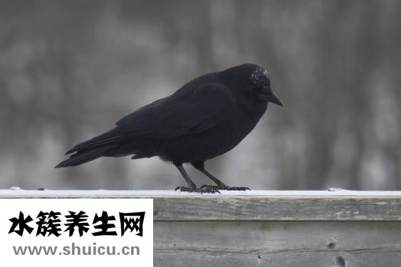 烏鴉怎么打不詳