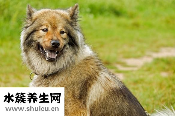 薩摩耶護食怎么辦