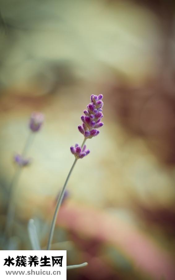塊狀浴鹽怎么用