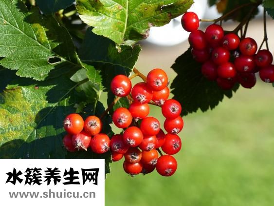 石榴木命缺木怎么辦