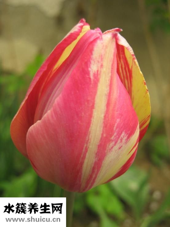 白癜風(fēng)怎么治療快