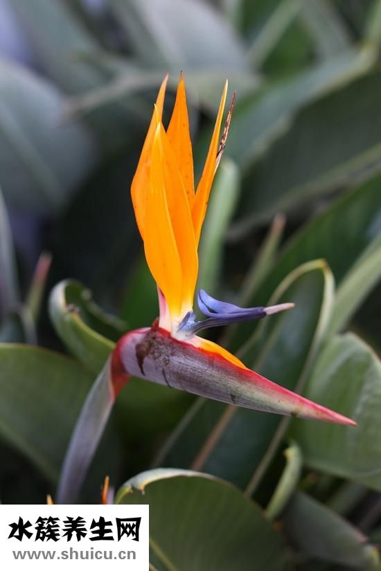 家里怎么去跳蚤