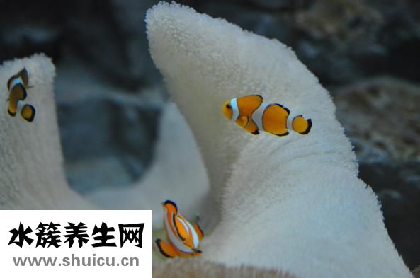 魚(yú)缸燈座怎么固定