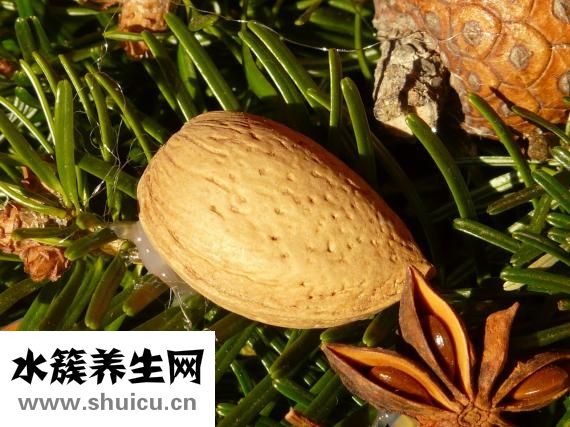 咳嗽怎么吃川貝母粉