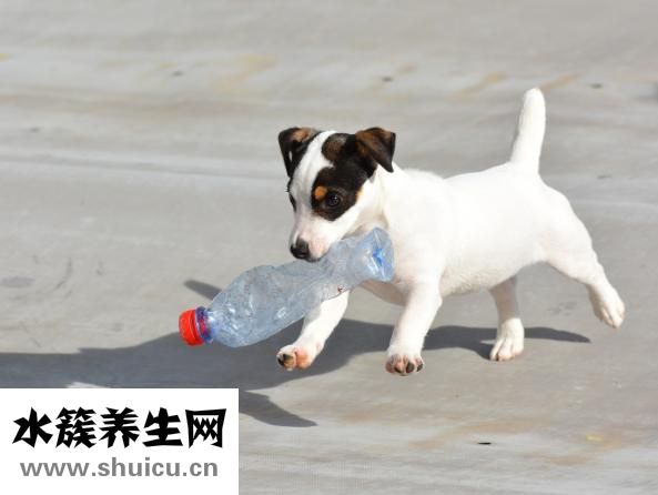 犬腦炎怎么預防
