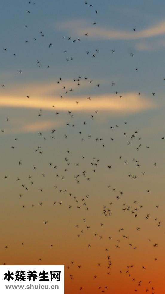 半夜有蚊子怎么辦