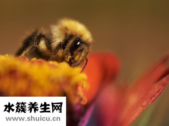 包眼角怎么畫眼線