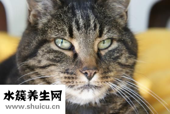 眼睛疼怎么按摩