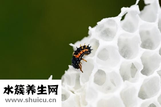 廁所蟲子怎么辦