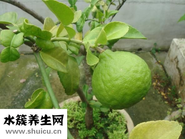 石灰病怎么治療